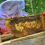 pembudidayaan-lebah-madu-di-afrika-yang-memiliki-potensi-besar